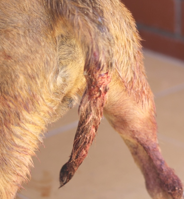 DDDawgs Krueger (AI)